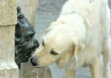 Fontane, in città non servono rubinetti: «Sarebbe peggio: l'<b>acqua</b>, di risorgiva, verrebbe alterata»