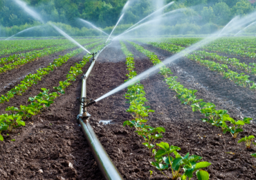 Giornata Mondiale dell'Acqua: l'infografica con i dati del CREA sul suo utilizzo nell'agricoltura italiana