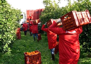 Ecco come la ricerca aiuta la produzione di arance rosse in Sicilia - FreshPlaza