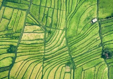 coltivato - il festival internazionale dell'agricoltura | dal 20 al 23 marzo - TorinoToday