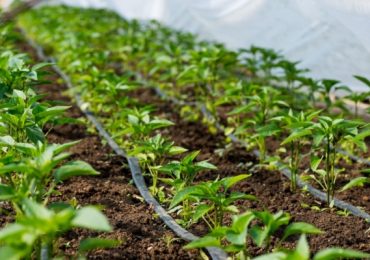 Corso di formazione su irrigazione, fertirrigazione e fertilizzanti su suolo, in pieno campo e serra