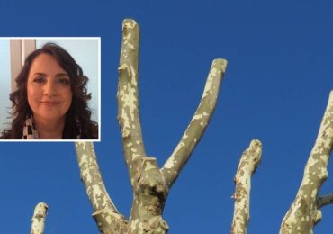 Proteste per le potature selvagge e capitozzature degli alberi in città, mozione per il ... - quicosenza