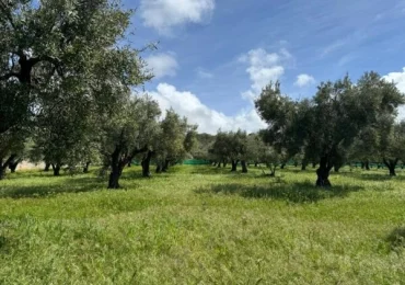 L'inerbimento estivo dell'oliveto? Fa bene alla pianta e al terreno - l'OlivoNews