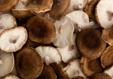 La coltivazione di funghi europei punta alla sostenibilità e all'economia circolare - Agenfood