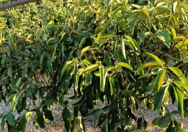 Ribera: Il presidente dell'associazione Liberi Agricoltori D'Angelo scrive alla Regione per la ...