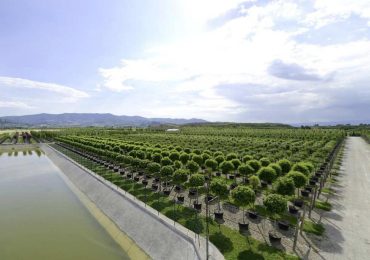 Vivaismo: Pistoia traccia la strada per un futuro green e innovativo - intoscana