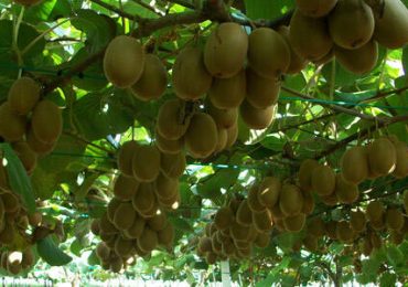 Cisterna di Latina, tutto pronto per “KIWISOST”: il 9 luglio evento dedicato all'innovazione ...