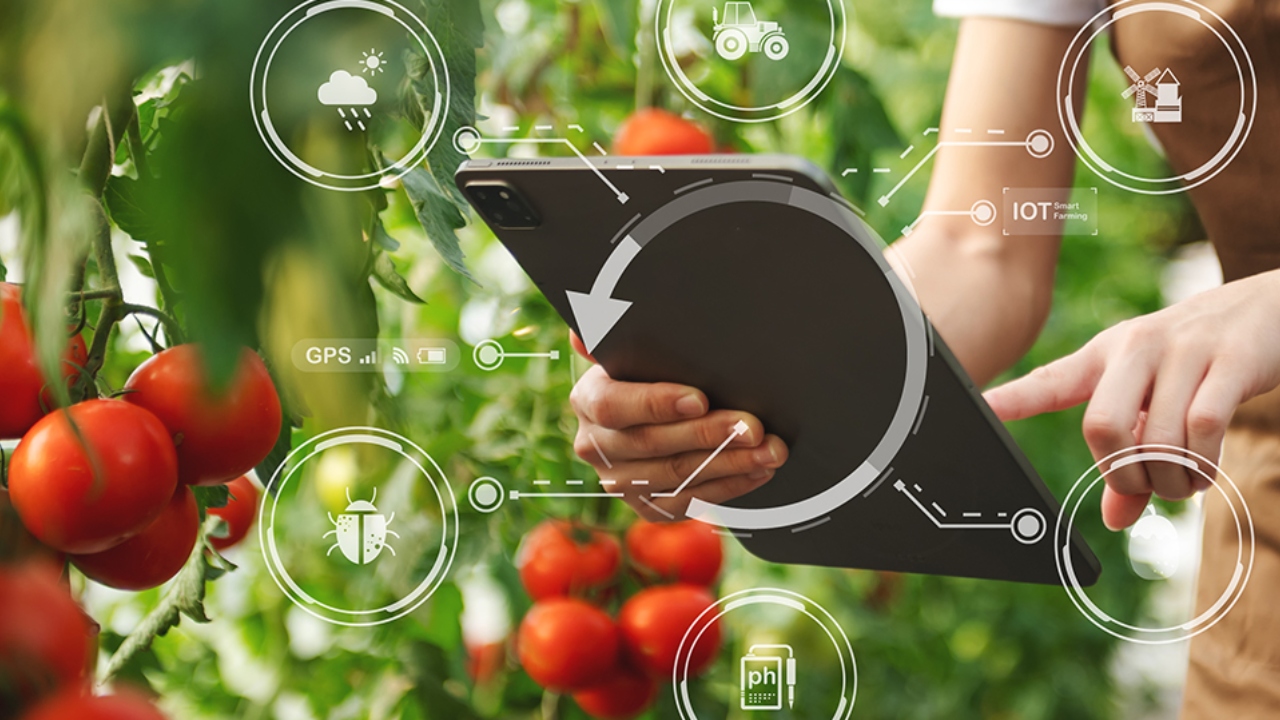 Ortaggi sempre più sostenibili grazie a un'app digitale - EFA News