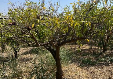 Ribera: Il sindaco Ruvolo chiede altra <b>acqua</b> per irrigare e il commissario Bellomo assegna ...