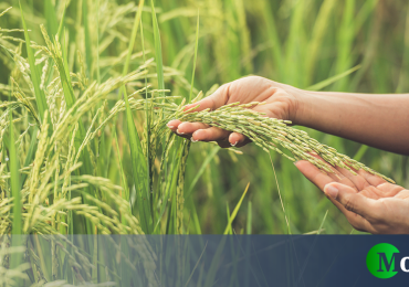 Bonus agricoltura 2025, sbloccata la graduatoria del Fondo Innovazione Ismea - Money.it