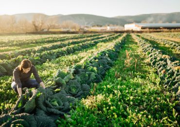 Le proposte del Parlamento sul futuro della politica agricola dell'UE | Attualità