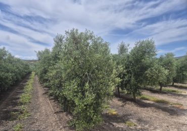 Il differente consumo idrico dell'olivo tra intensivo e superintensivo - Teatro Naturale