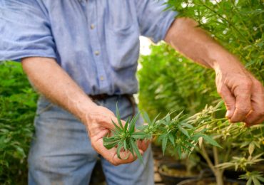 Cannabis e coltivazione eco-sostenibile - DolceVita