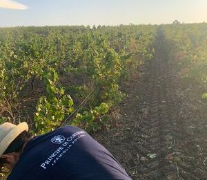 Principe di Corleone: la prima vendemmia 100% bio - Agenfood