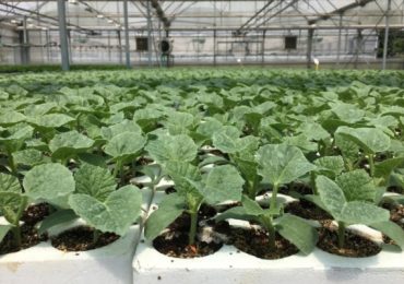 Corso vivaismo orticolo professionale 2025 - Agronomia - AgroNotizie