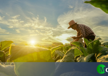 Bonus agricoltura 2025, fino a 800.000 euro per miglioramenti in azienda - Money.it