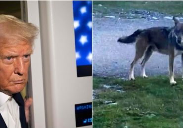 Guerra fra Trump e il Colorado, bloccate le importazioni di lupi grigi canadesi