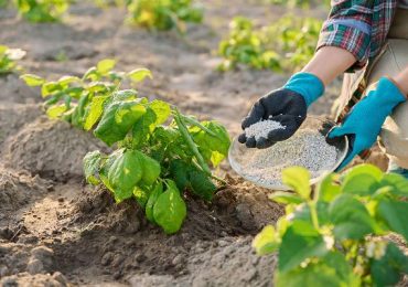 Innovazione agricola e <b>risparmio idrico</b>: CDP investe nel futuro del Marocco