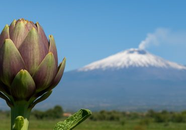 La Piana di Catania rischia di perdere i suoi carciofi tra inefficienza e sprechi idrici