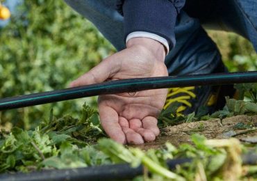 Convegno sul futuro dell'agrumicultura: sostenibilità e competitività - Meridionews