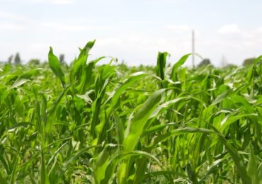 Combi Mais Eco 2025: punte di 18,1 tonnellate a ettaro di granella sana - AgroNotizie