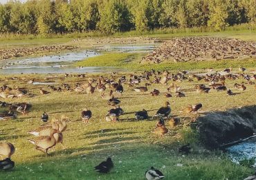 Oasi 'La Francesa', paradiso per la biodiversità - Il Resto del Carlino