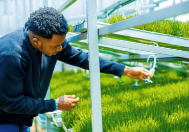 Coltivare senza terra per produrre cibo ovunque, la scommessa di Smartel in Nigeria